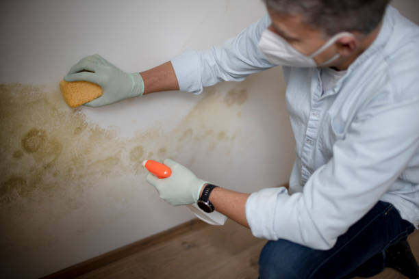 Mold Remediation for Rental Properties in Mena, AR